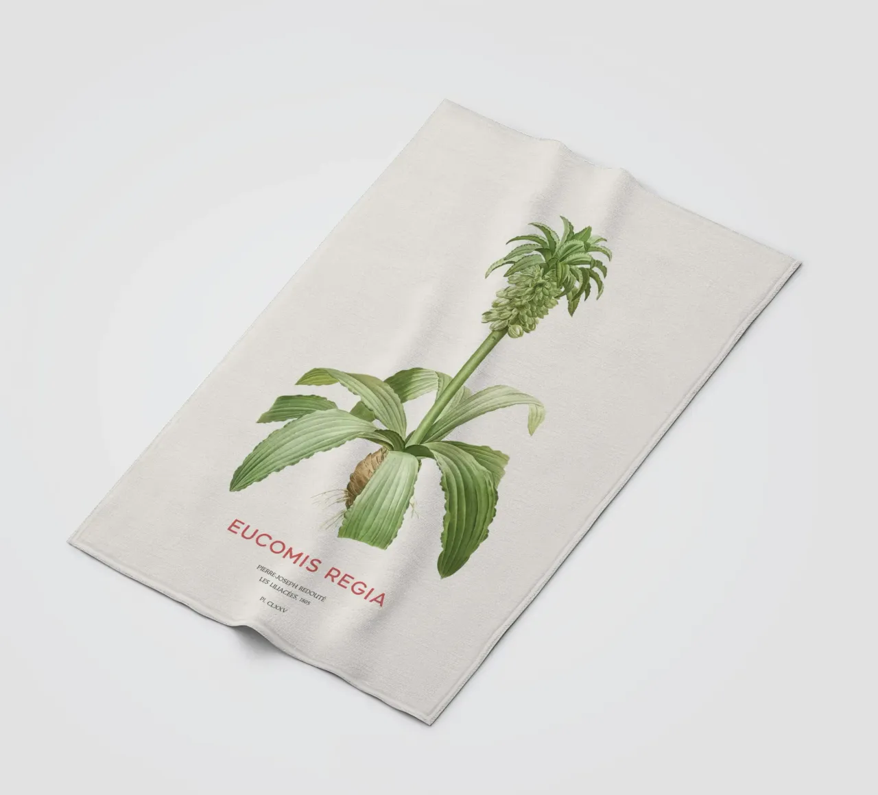 Giglio dell'ananas o Eucomis regia coperta in pile da Vintagrafica