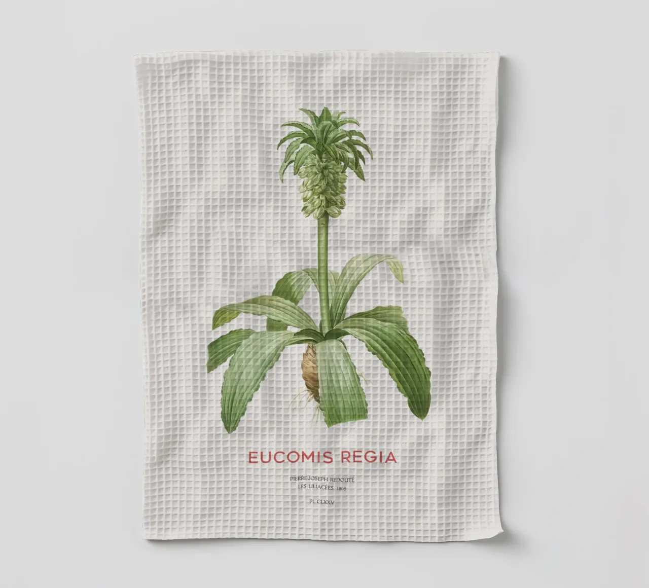 Giglio dell'ananas o Eucomis regia canovaccio da cucina da Vintagrafica