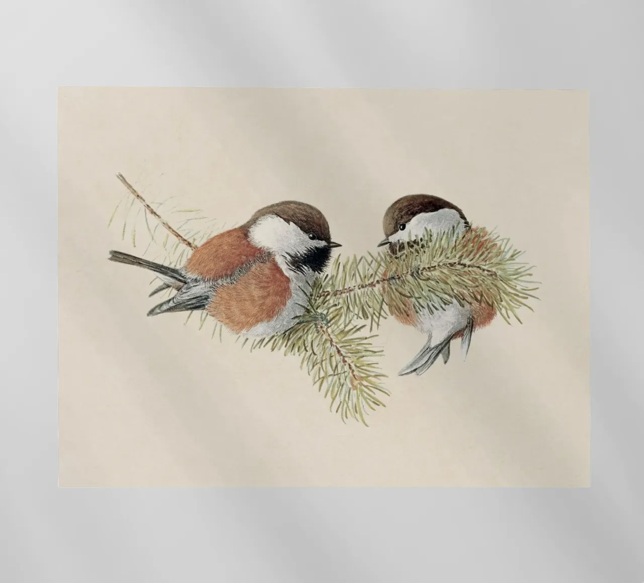 Chickadee pellicola backlit da apoloprints