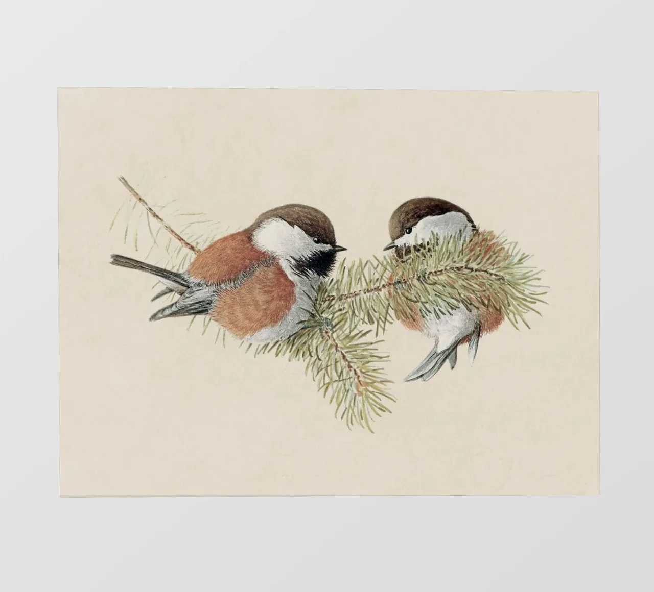 Chickadee pellicola backlit da apoloprints