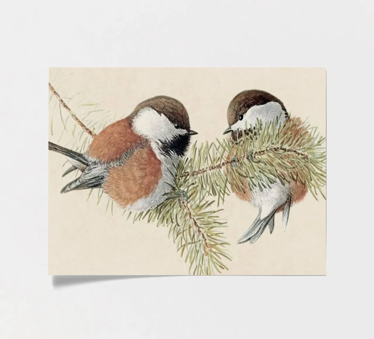 Chickadee sticker sheet by apoloprints