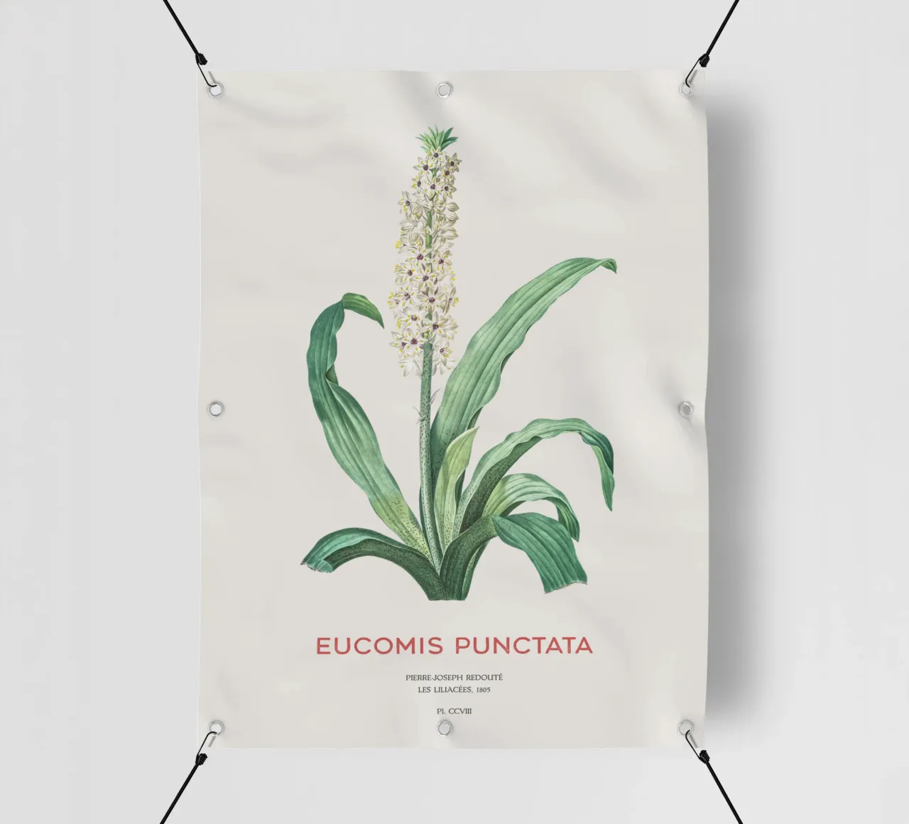 Fiore d'ananas o Eucomis punctata telo in pvc da Vintagrafica