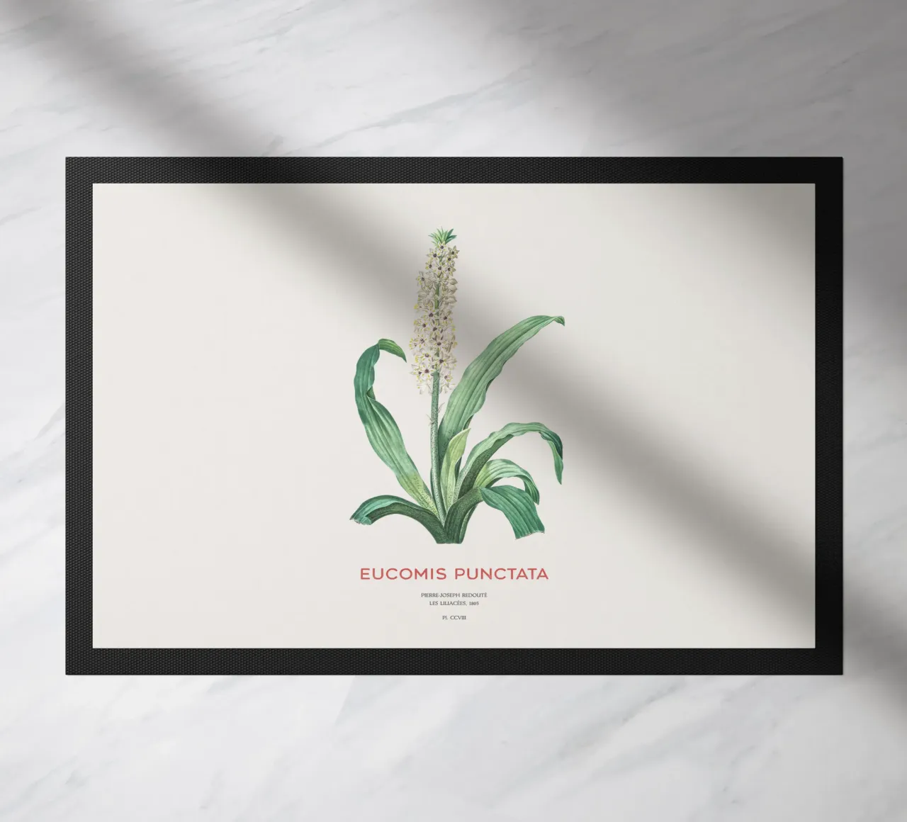 Fiore d'ananas o Eucomis punctata zerbino da Vintagrafica