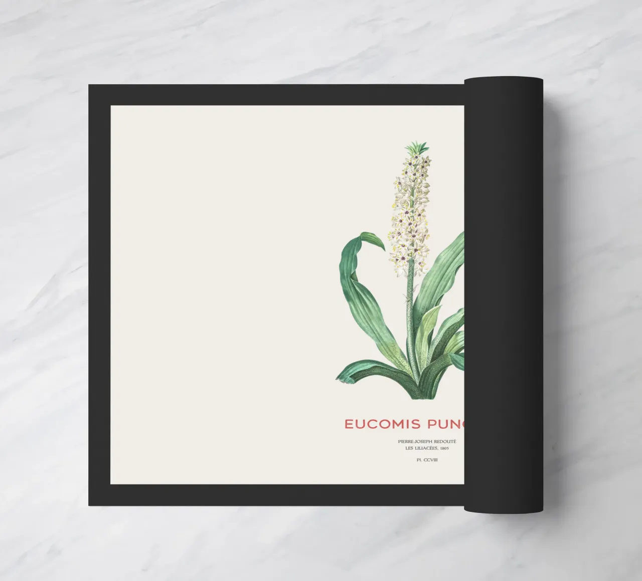 Fiore d'ananas o Eucomis punctata zerbino da Vintagrafica