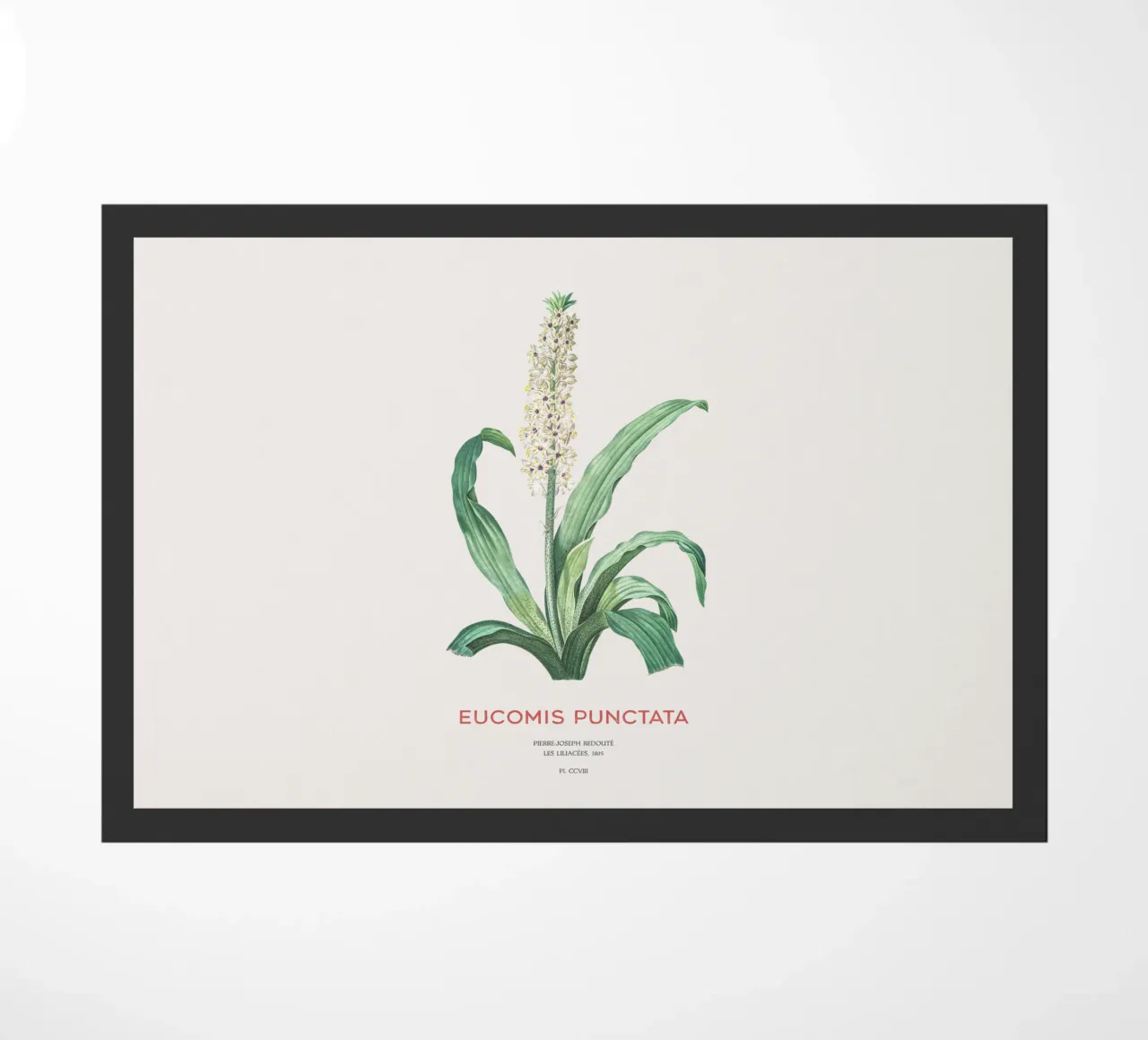 Fiore d'ananas o Eucomis punctata zerbino da Vintagrafica