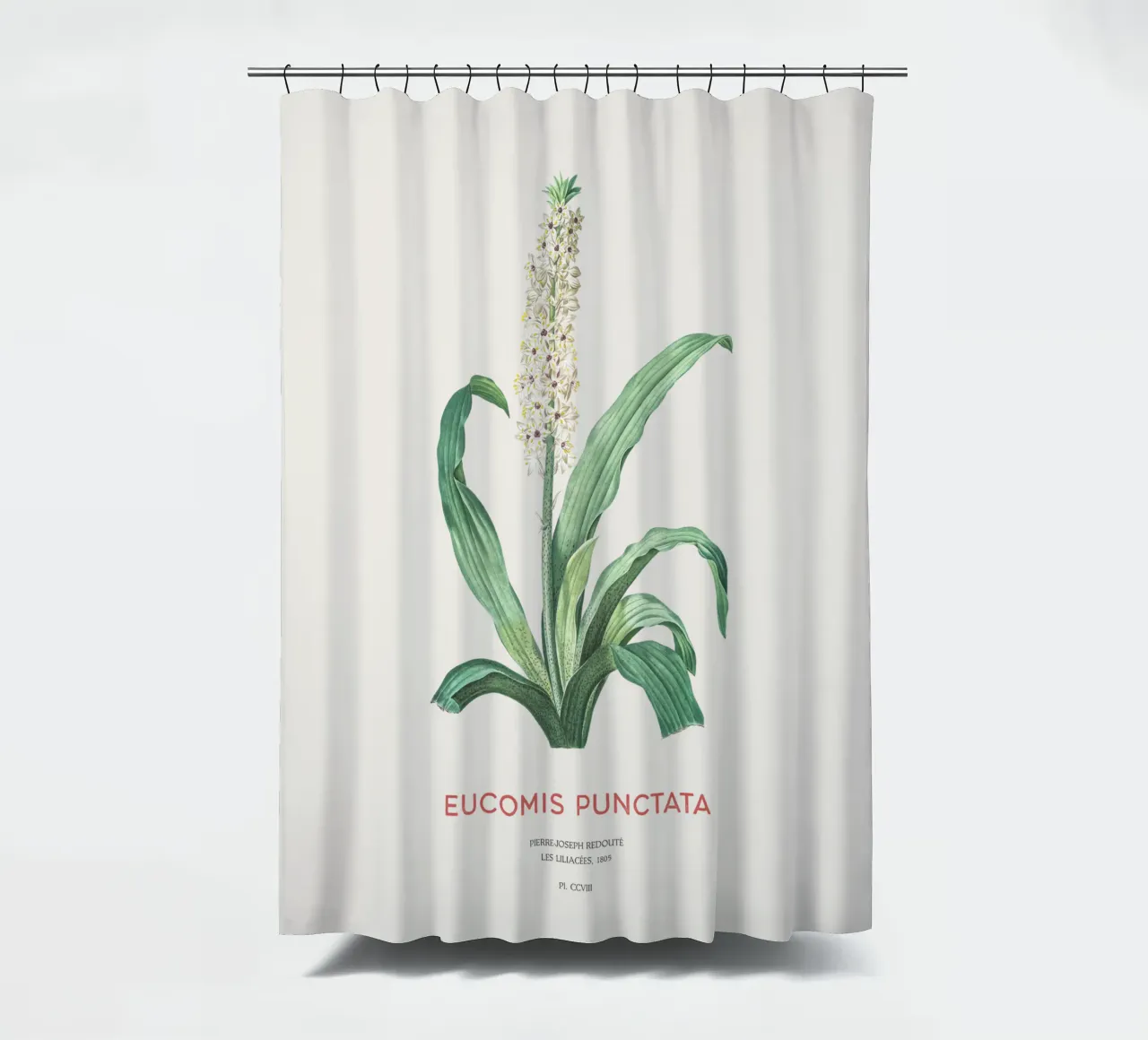 Ananasblüte oder Eucomis punctata Duschvorhang von Vintagrafica