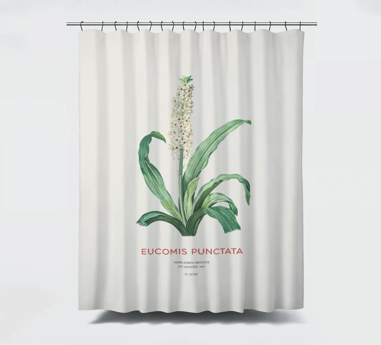 Ananasblüte oder Eucomis punctata Duschvorhang von Vintagrafica