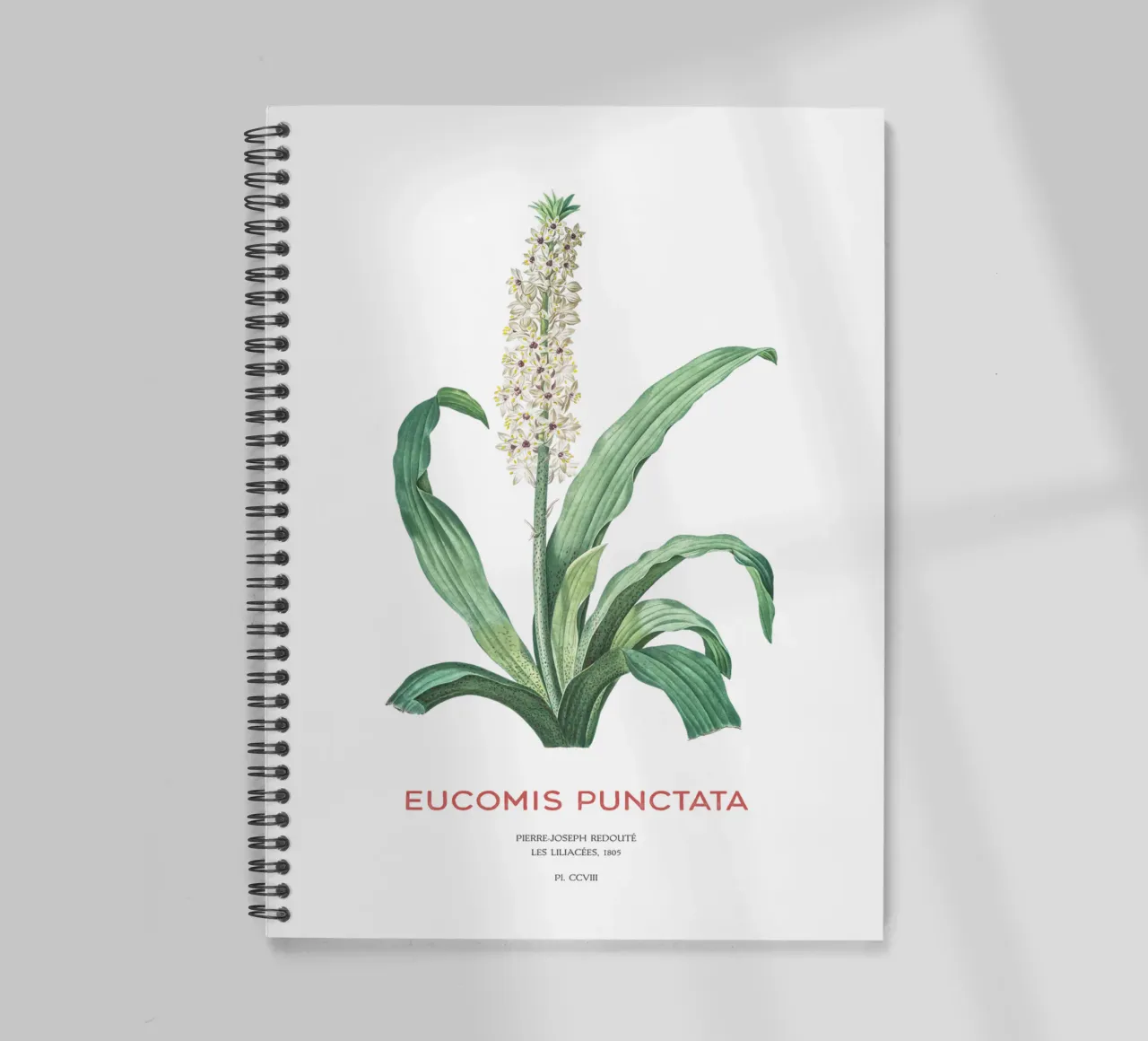 Ananasblüte oder Eucomis punctata Ringbuch von Vintagrafica