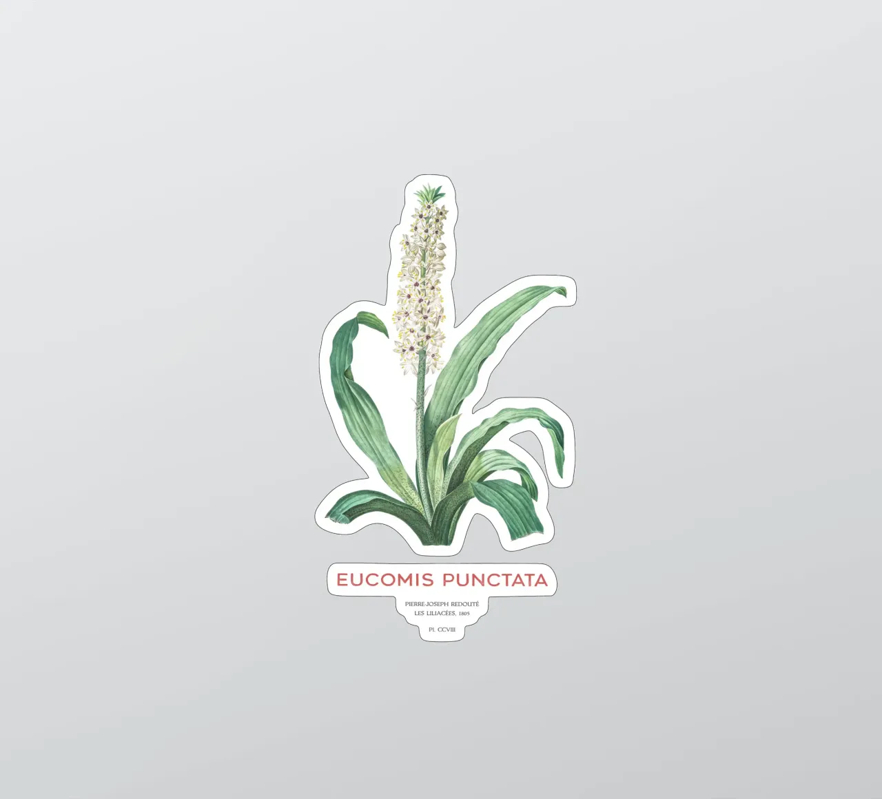 Ananasblüte oder Eucomis punctata Sticker von Vintagrafica