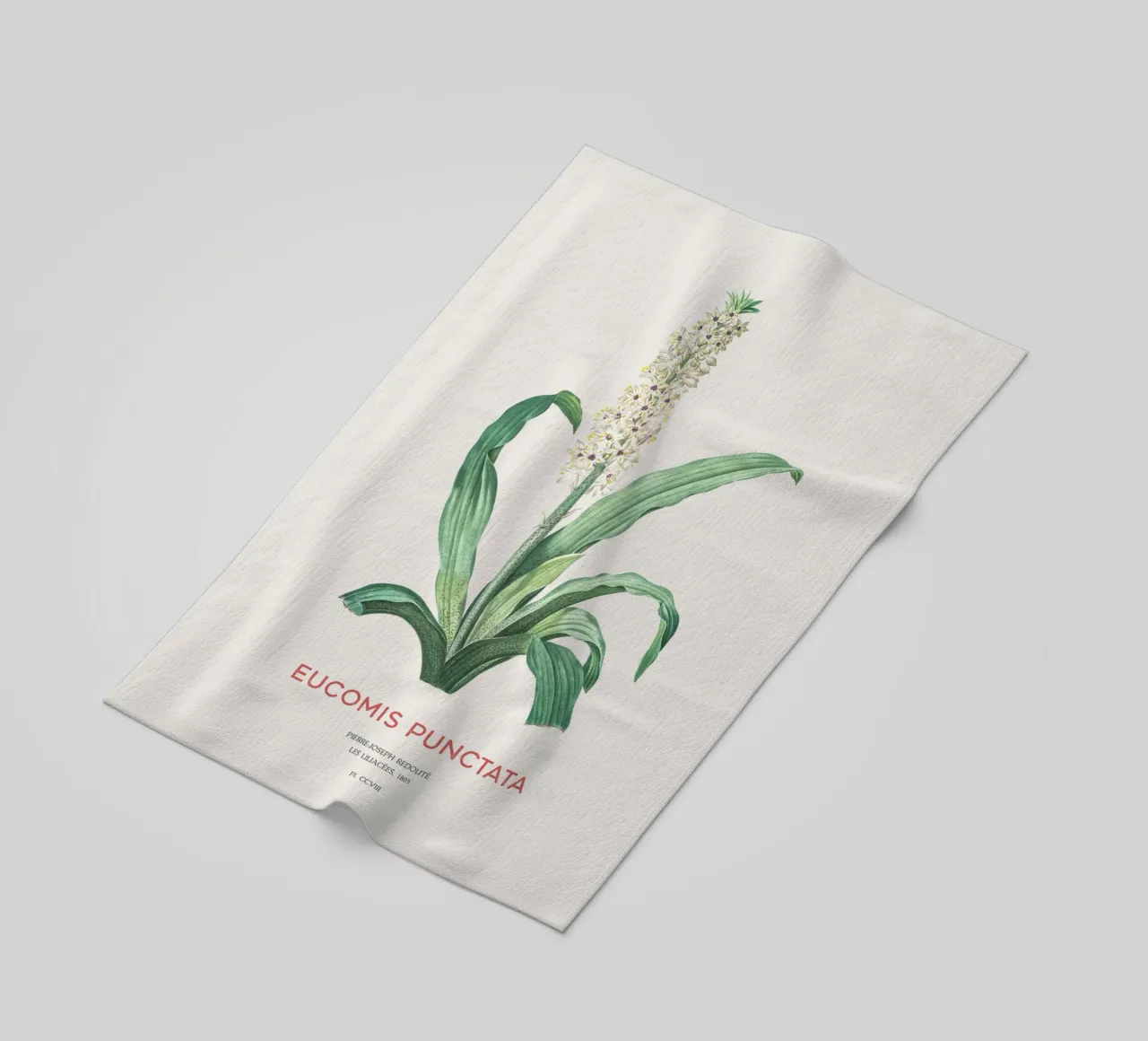 Fiore d'ananas o Eucomis punctata telo mare da Vintagrafica