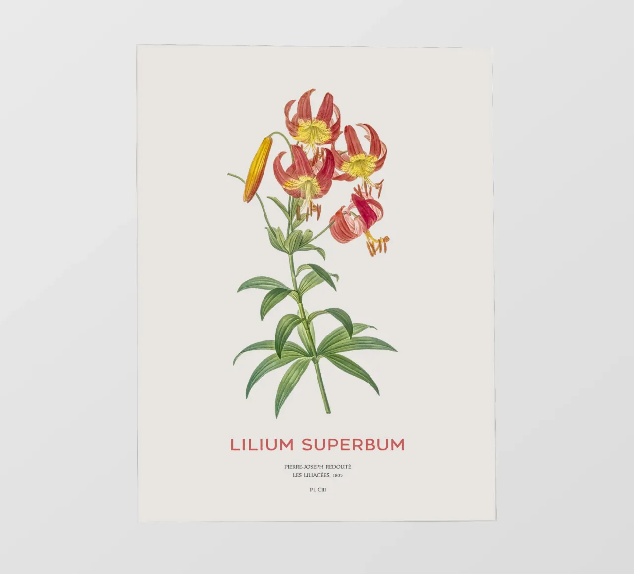 Giglio a turbante o Lilium superbum telo in pvc da Vintagrafica
