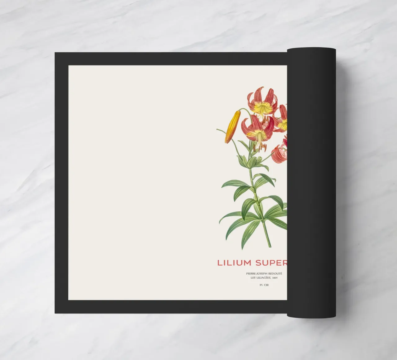 Giglio a turbante o Lilium superbum zerbino da Vintagrafica