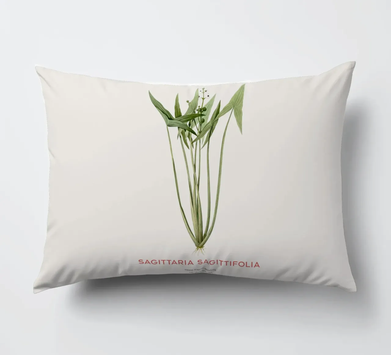 Arrowhead plant or Sagittaria sagittifolia decorative cushion by Vintagrafica