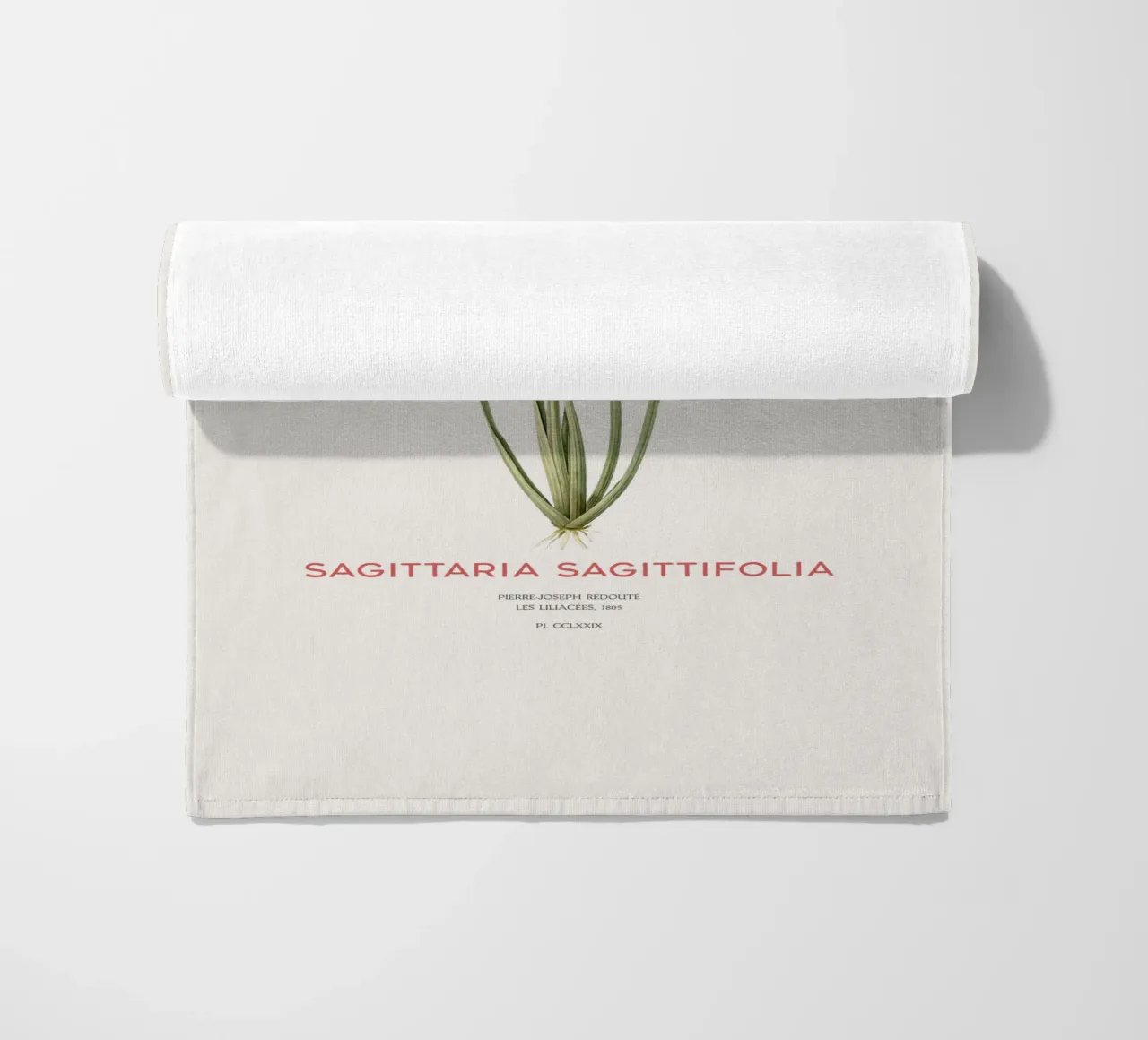 Pianta della testa di freccia o Sagittaria sagittifolia telo mare da Vintagrafica