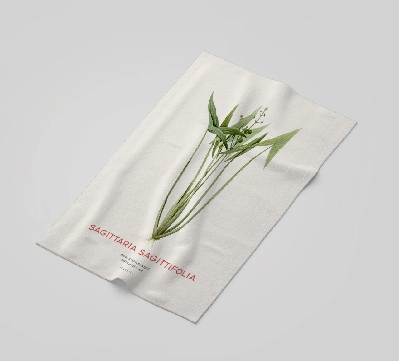 Pianta della testa di freccia o Sagittaria sagittifolia telo mare da Vintagrafica