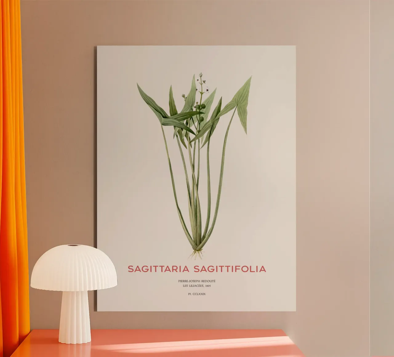 Pfeilkraut oder Sagittaria sagittifolia Alu-Dibond von Vintagrafica