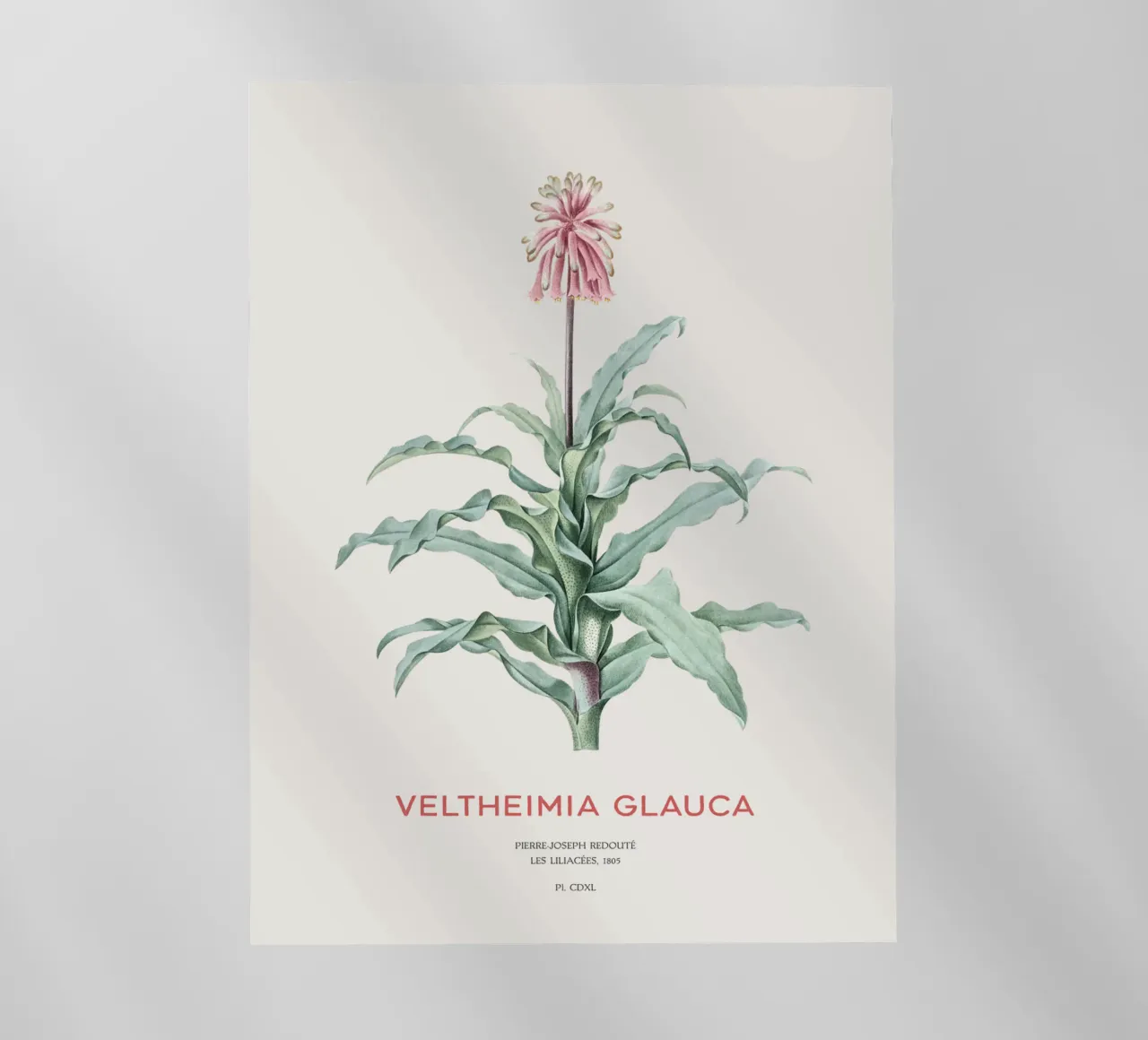 Giglio di bosco o Veltheimia glauca pellicola backlit da Vintagrafica