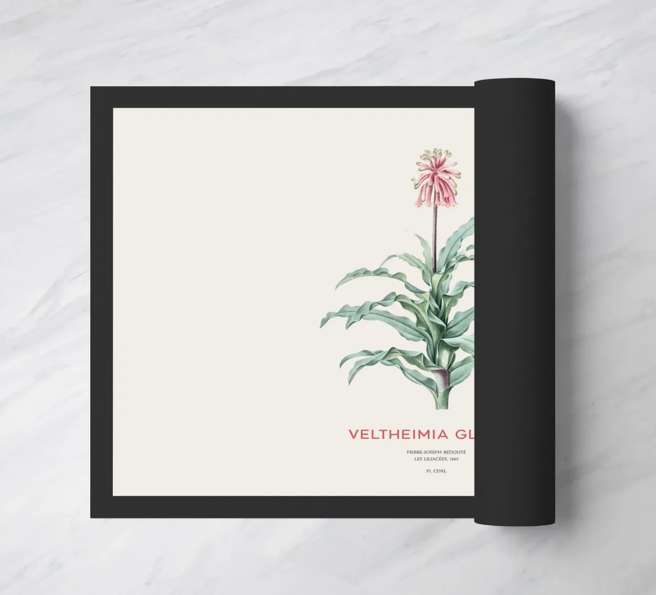 Giglio di bosco o Veltheimia glauca zerbino da Vintagrafica