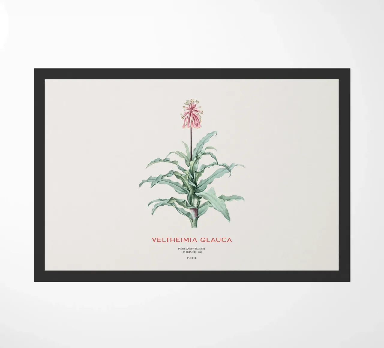 Giglio di bosco o Veltheimia glauca zerbino da Vintagrafica