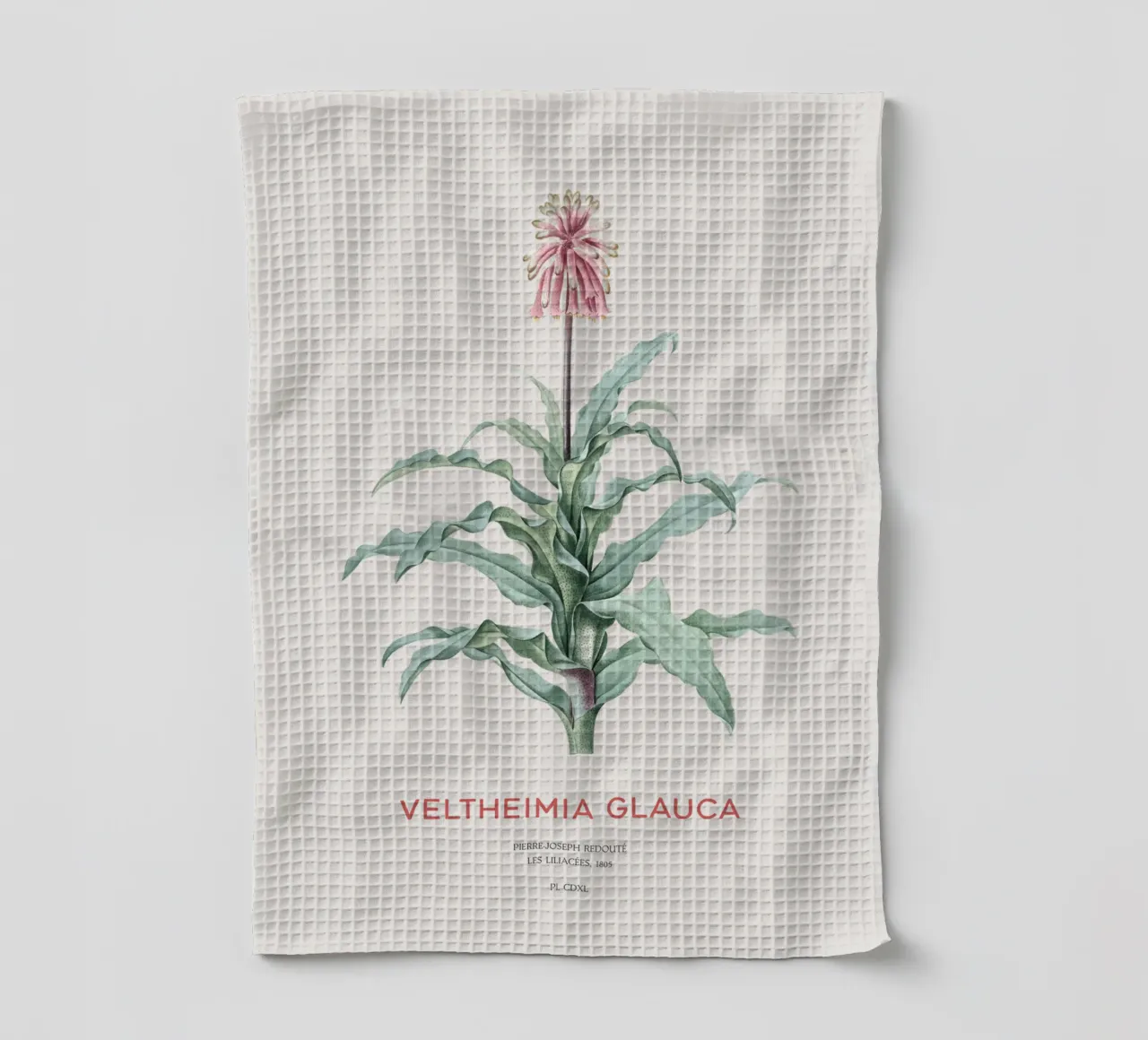 Giglio di bosco o Veltheimia glauca canovaccio da cucina da Vintagrafica