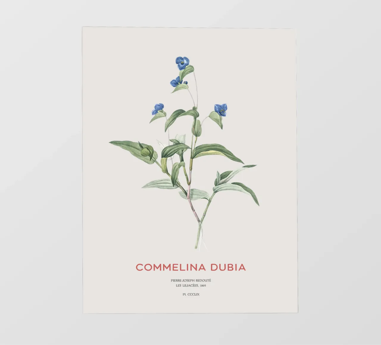 Ragnetto blu o Commelina dubia pellicola backlit da Vintagrafica