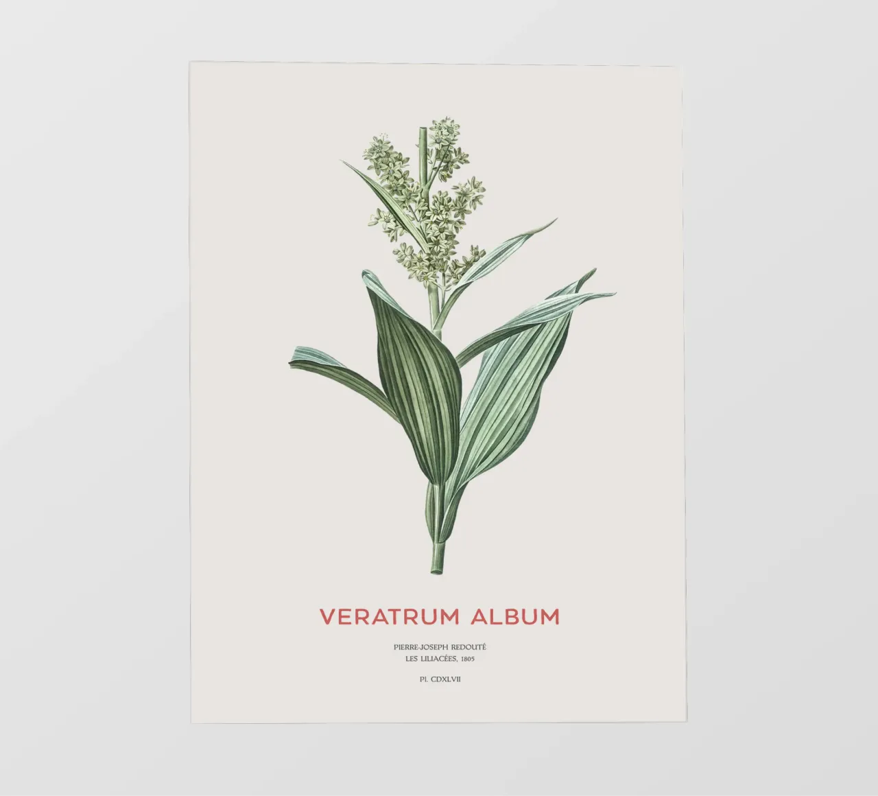 Falso elleborino o Veratrum album pellicola backlit da Vintagrafica