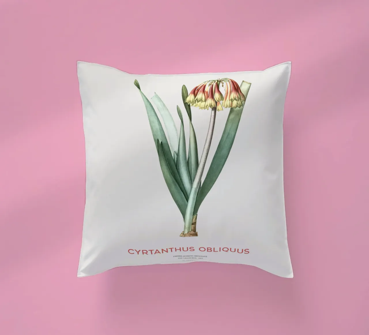 Giglio di Knysna o Cyrtanthus obliquus cuscino da Vintagrafica