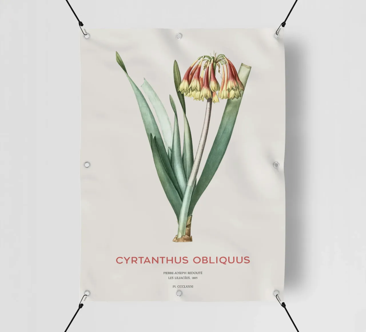 Giglio di Knysna o Cyrtanthus obliquus telo in pvc da Vintagrafica