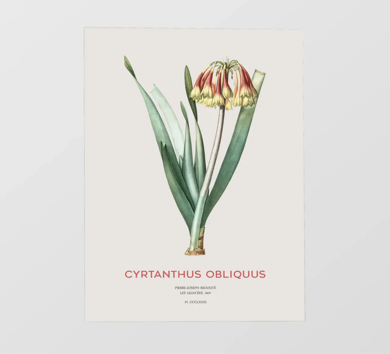 Giglio di Knysna o Cyrtanthus obliquus telo in pvc da Vintagrafica