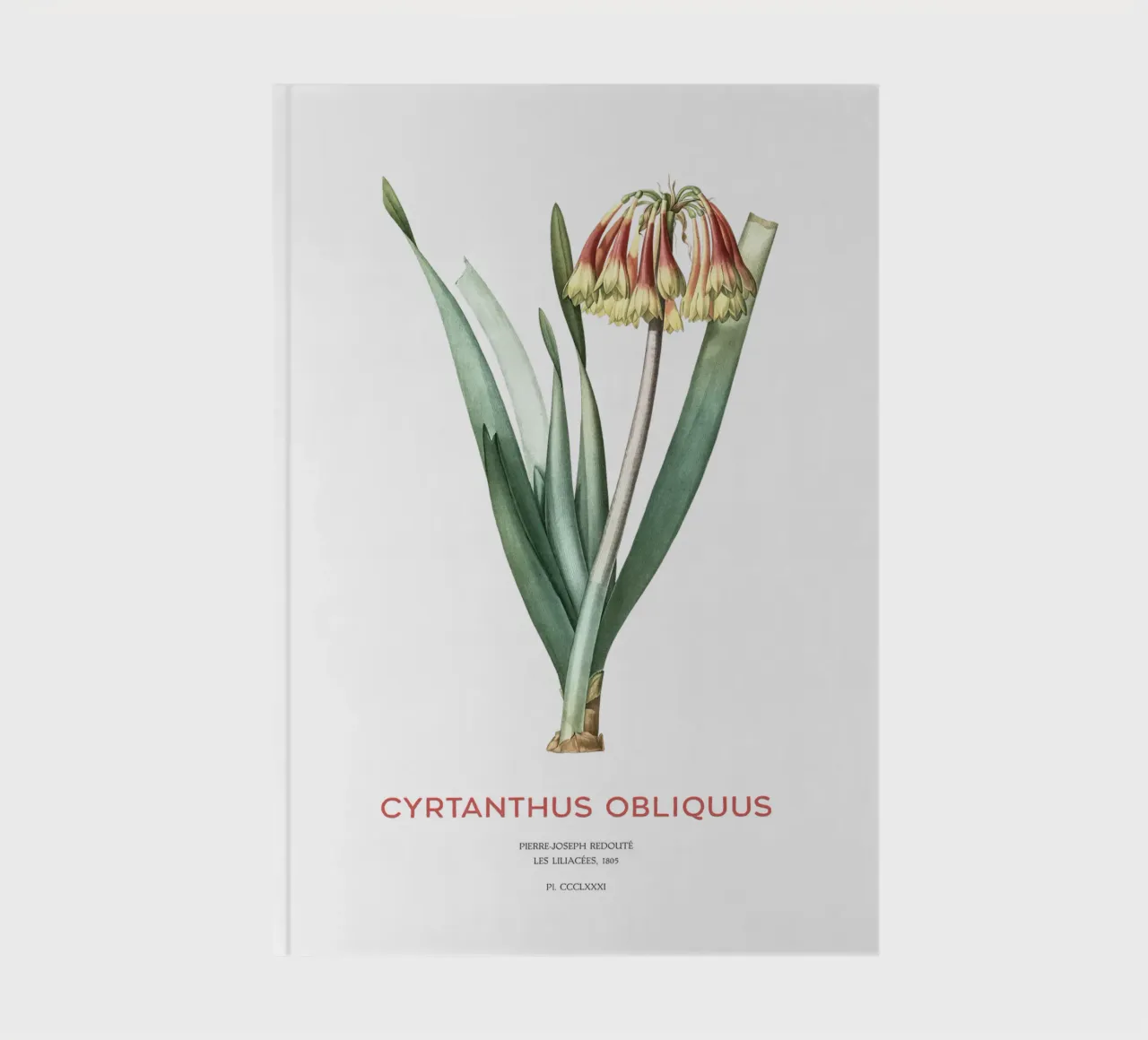 Knysna lily or Cyrtanthus obliquus notebook by Vintagrafica