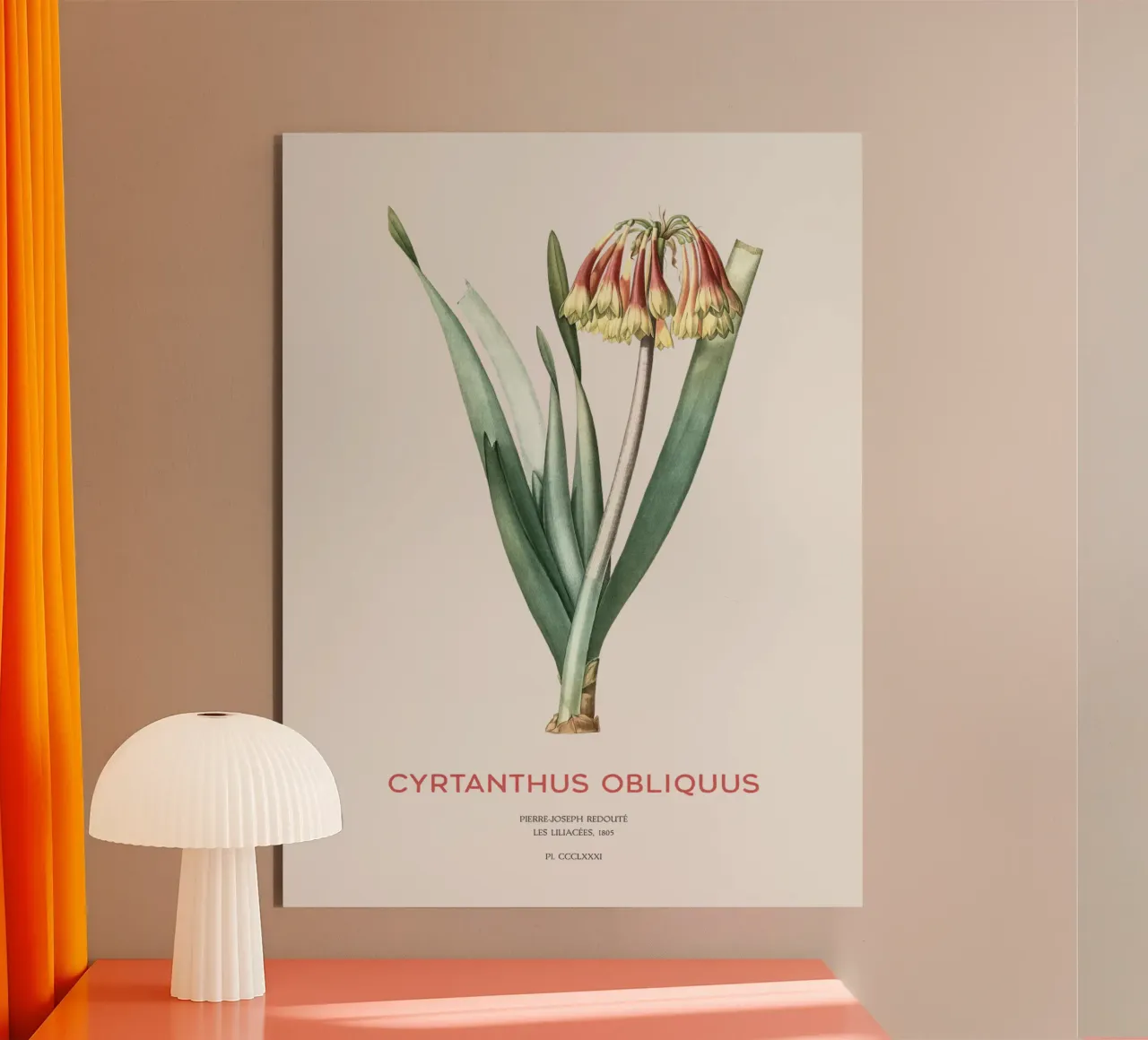 Knysna-Lilie oder Cyrtanthus obliquus Alu-Dibond von Vintagrafica