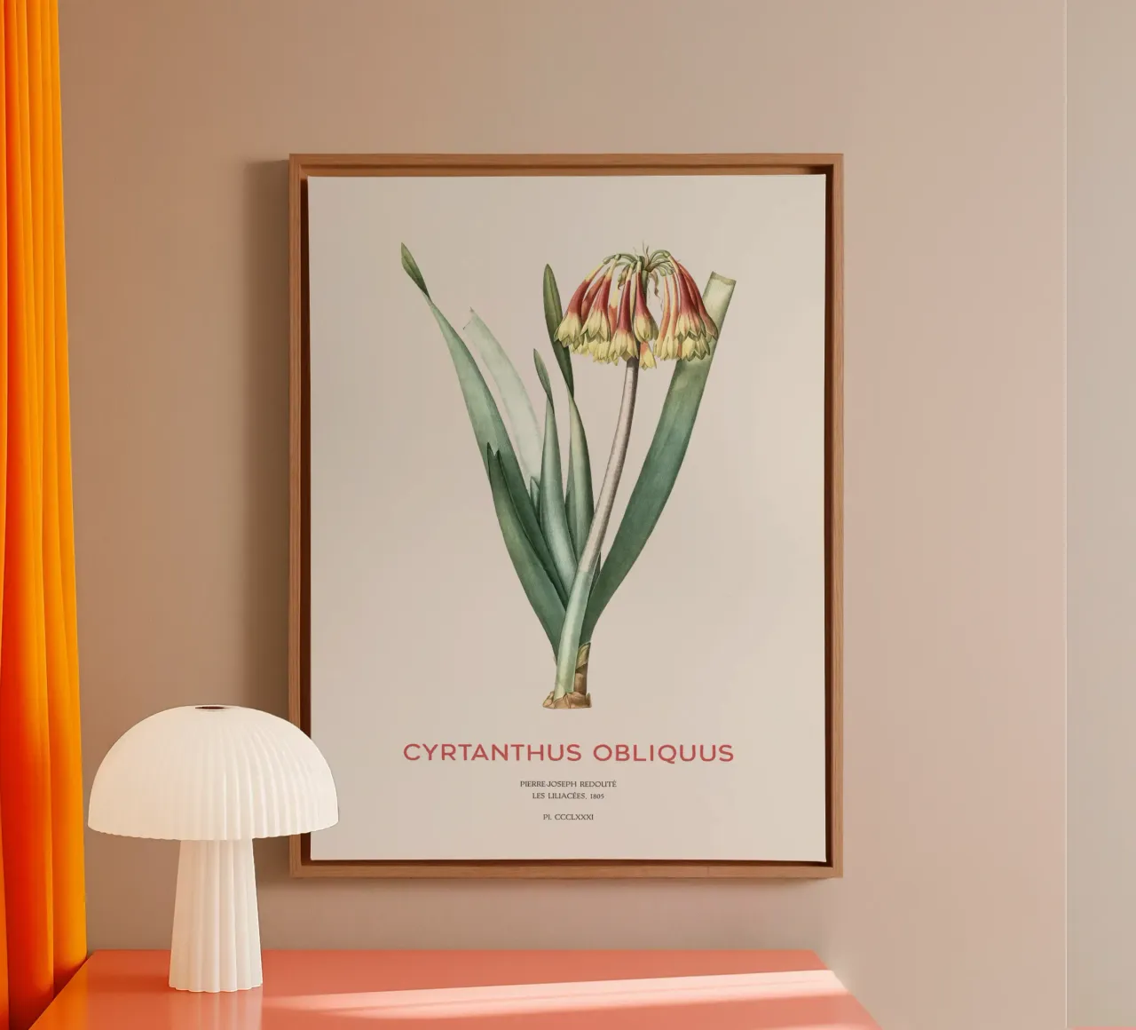 Knysna-Lilie oder Cyrtanthus obliquus Leinwand mit Schattenfugenrahmen von Vintagrafica