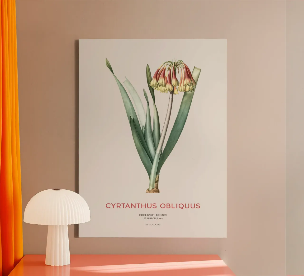 Knysna-Lilie oder Cyrtanthus obliquus Leinwand mit Schattenfugenrahmen von Vintagrafica