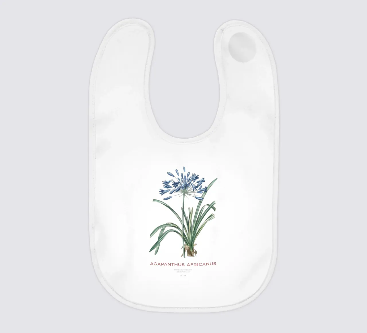 Giglio africano o Agapanthus africanus bavaglino da Vintagrafica