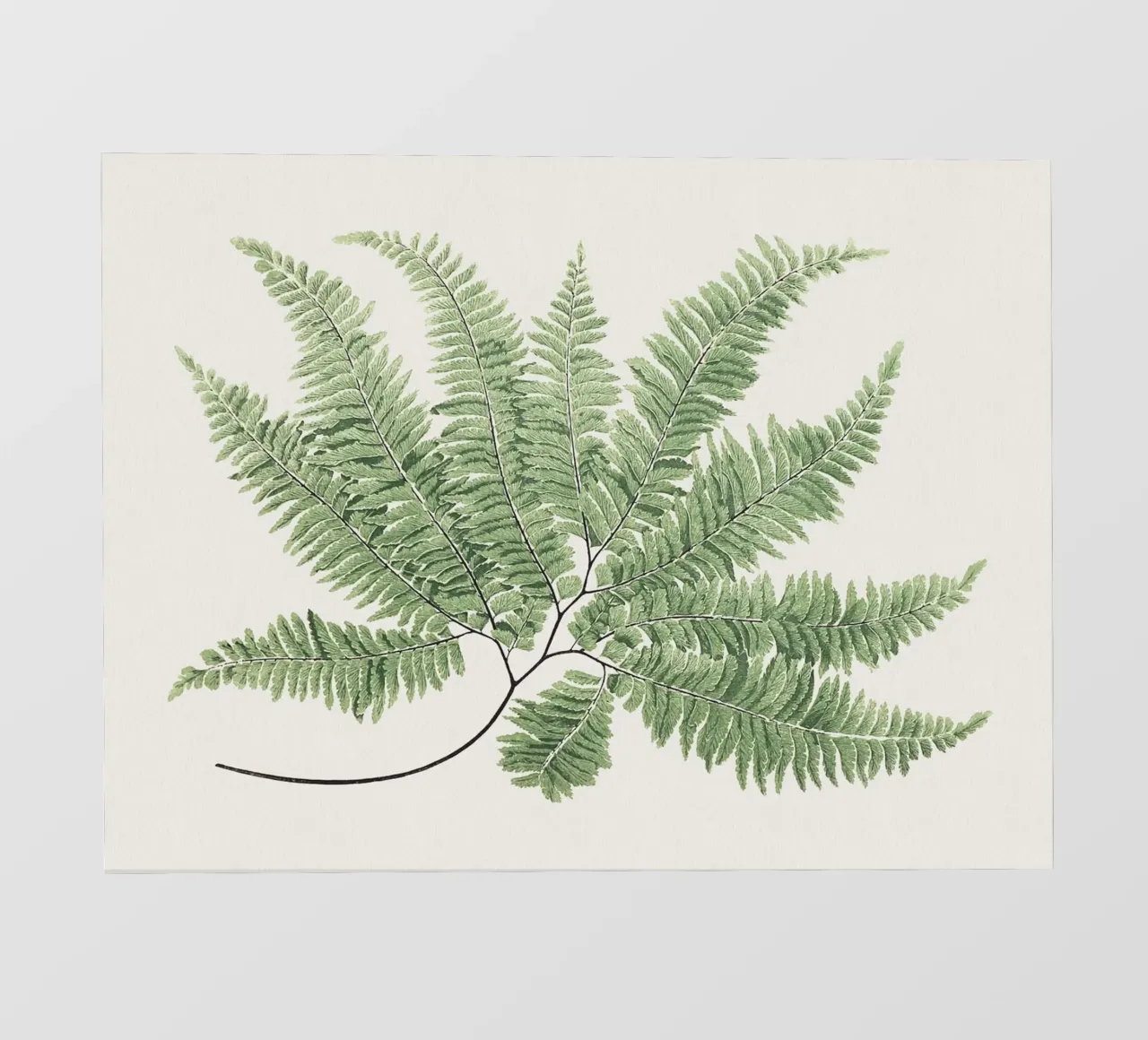 Fern leaves telo in pvc da apoloprints