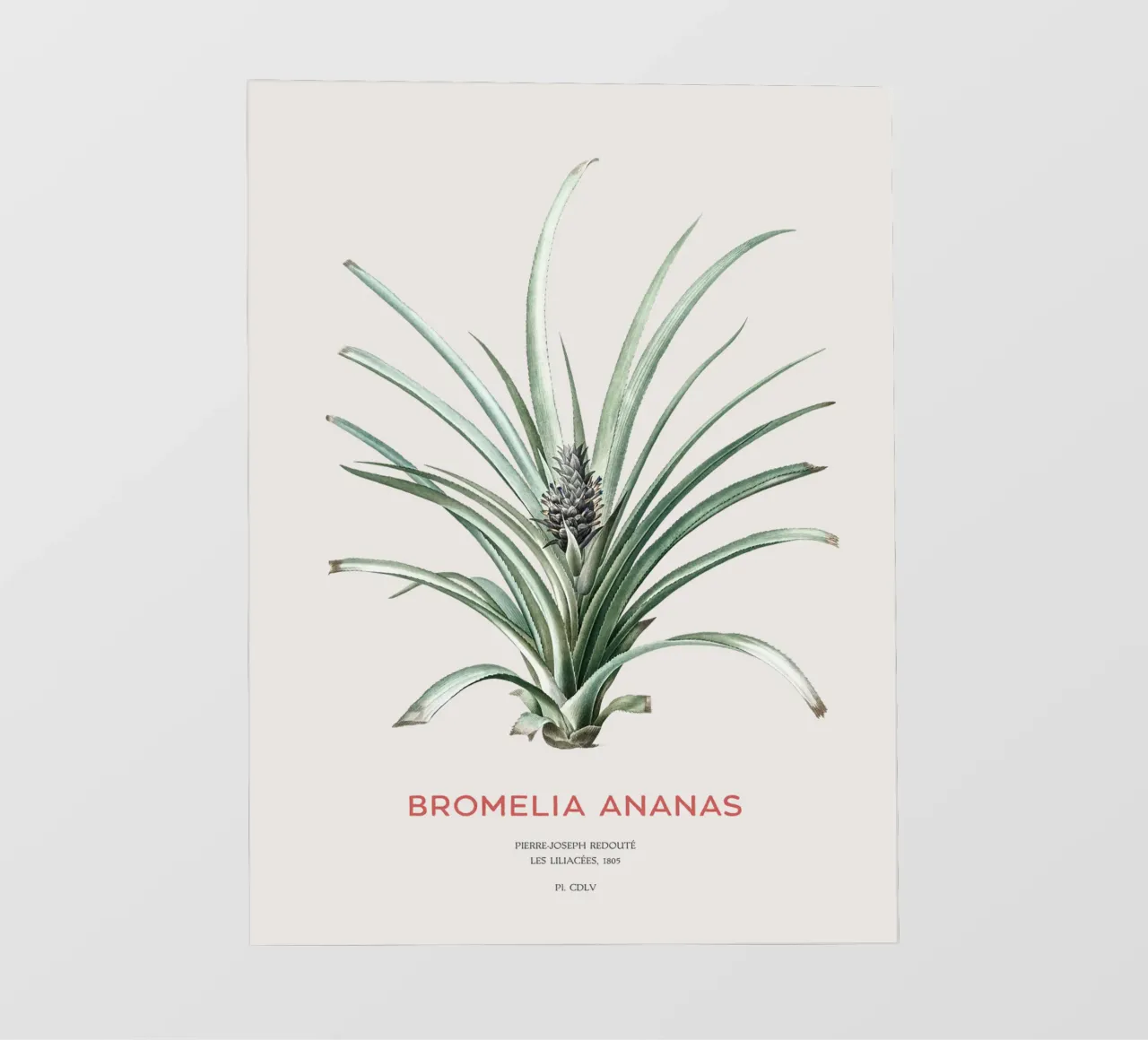 Ananas o Bromelia ananas pellicola backlit da Vintagrafica