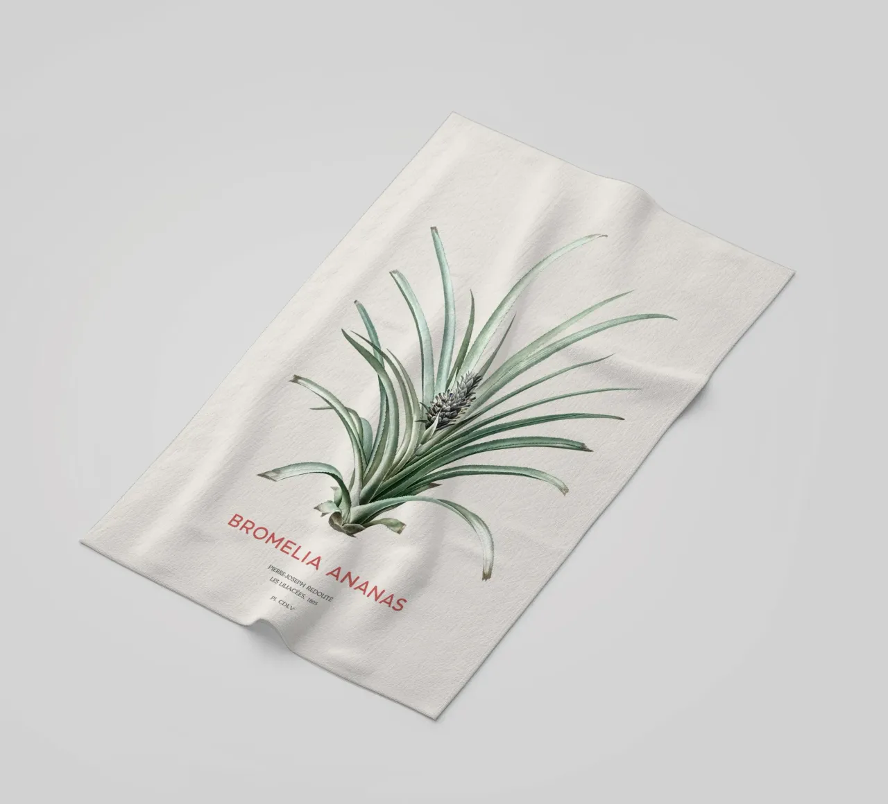 Ananas o Bromelia ananas telo mare da Vintagrafica