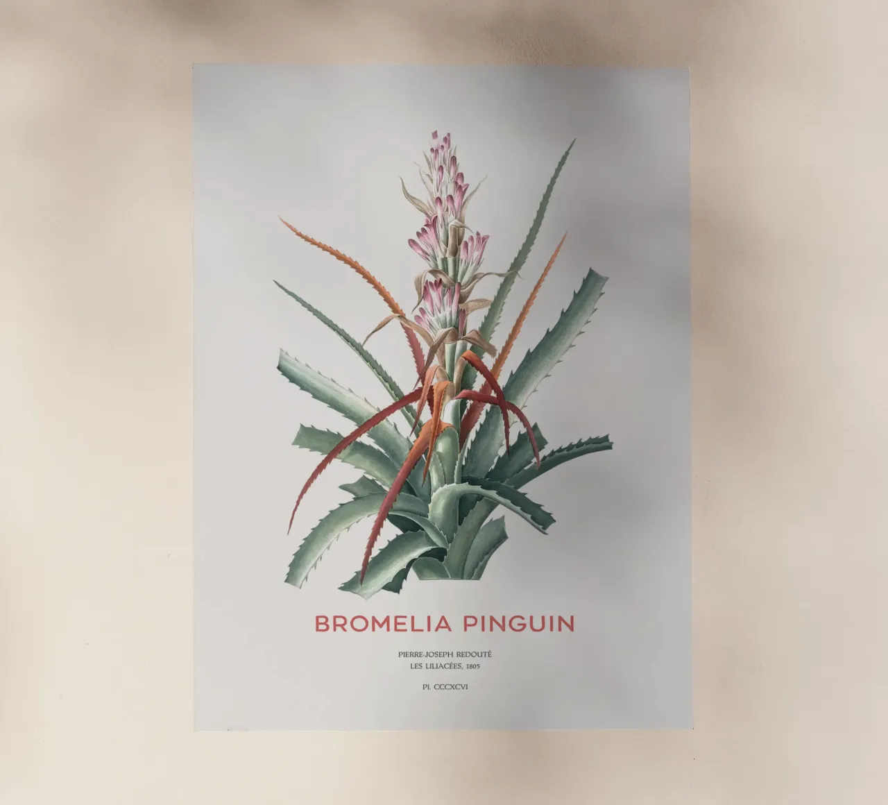 Wilde Ananas oder Bromelia pinguin Backlit Folie von Vintagrafica