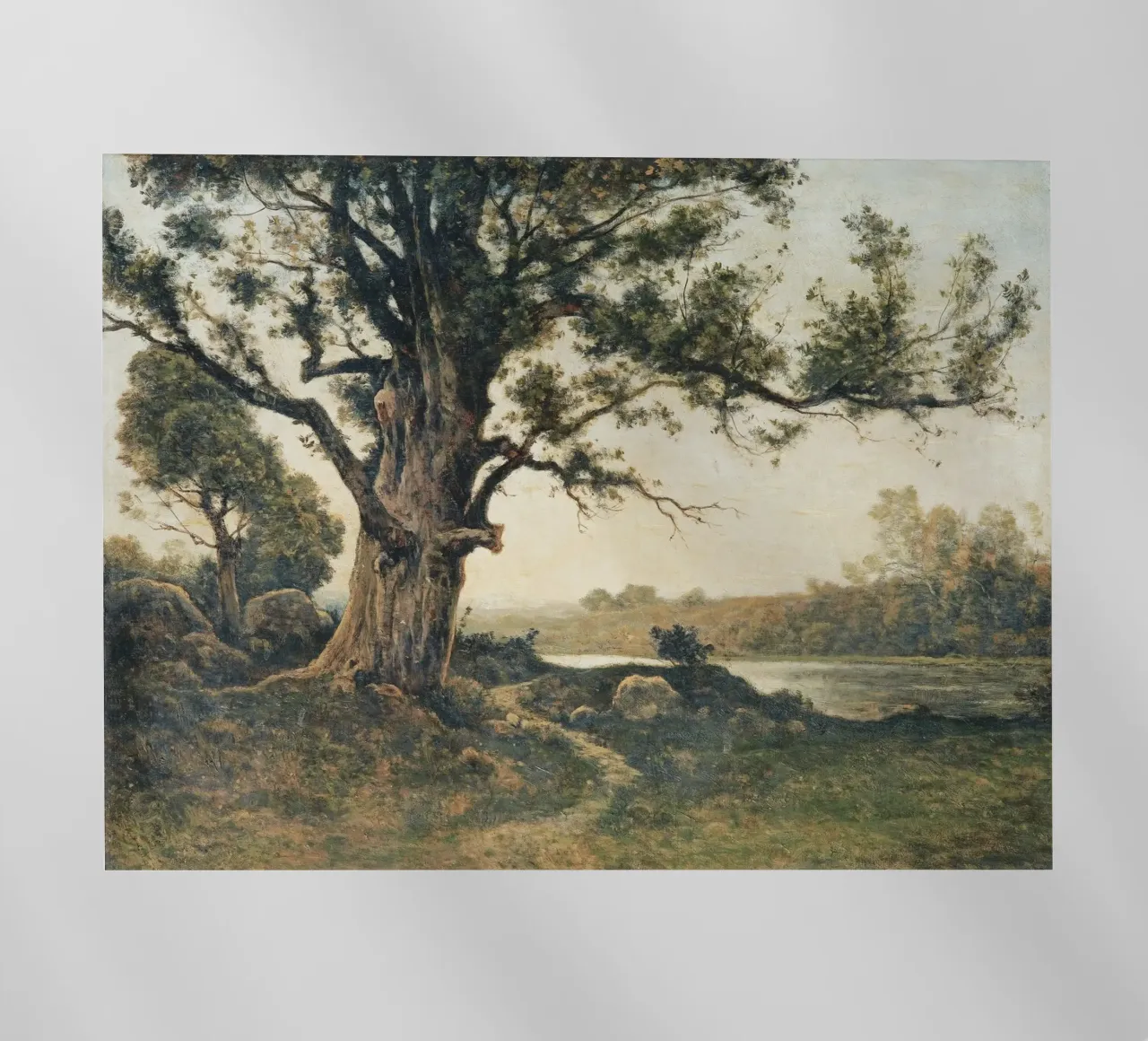 Tree on the riverbank pellicola backlit da apoloprints