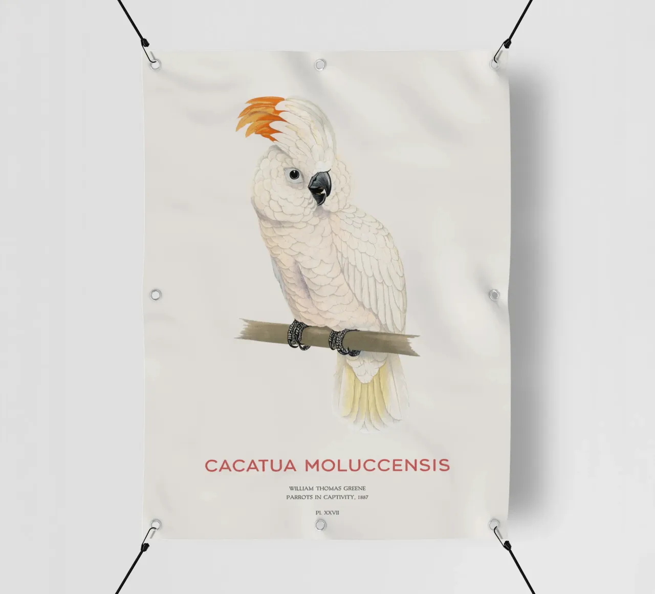 Moluccan cockatoo or Cacatua moluccensis telo in pvc da Vintagrafica