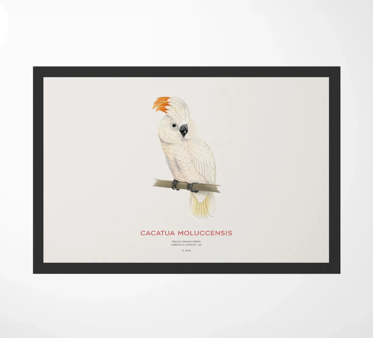 Moluccan cockatoo or Cacatua moluccensis zerbino da Vintagrafica
