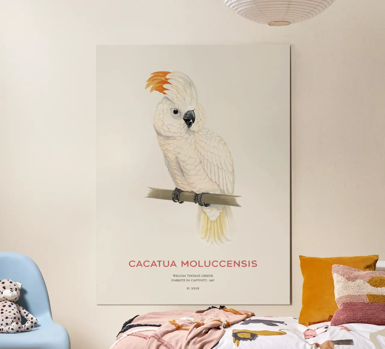 Moluccan cockatoo or Cacatua moluccensis poster con telaio in alluminio da Vintagrafica