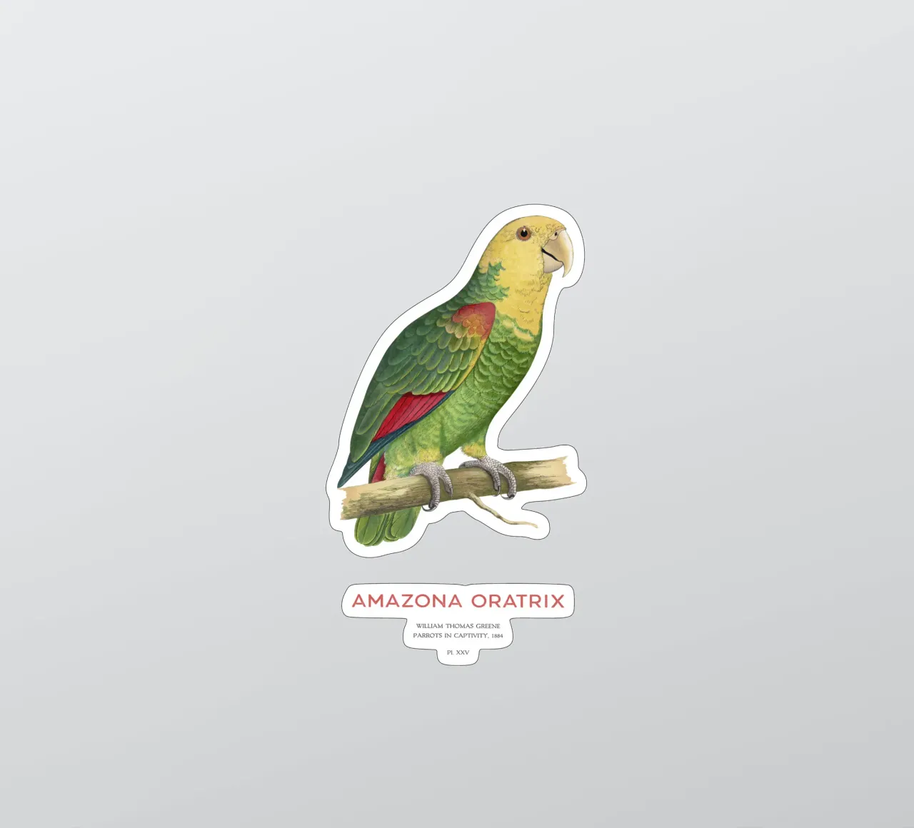Gelbkopfpapagei oder Amazona oratrix Sticker von Vintagrafica