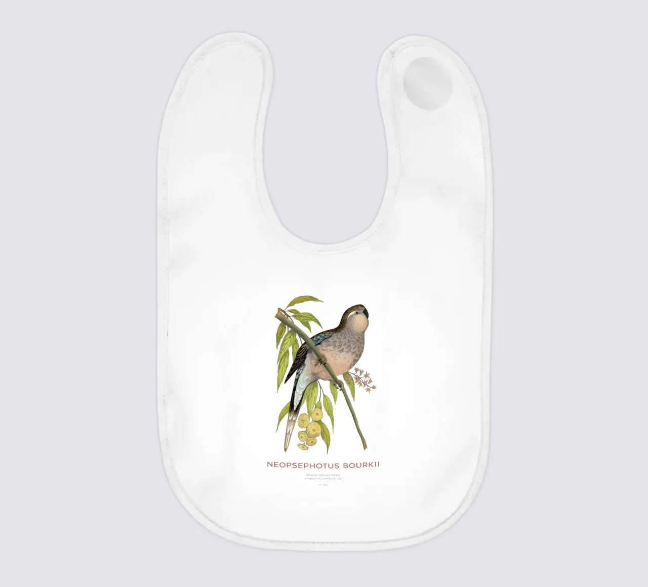 Pappagallo di Bourke o Neopsephotus bourkii bavaglino da Vintagrafica