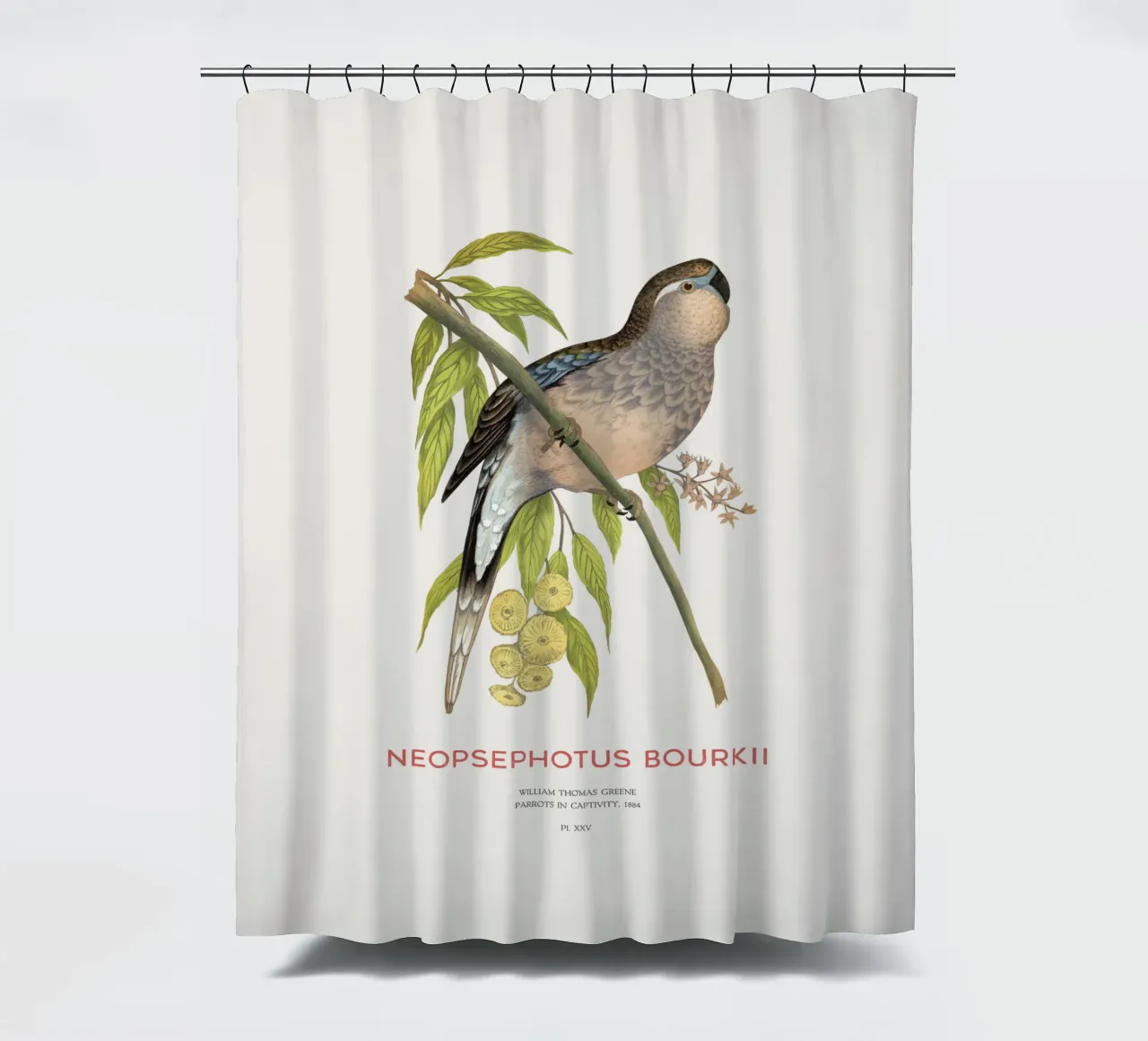 Bourke's parrot or Neopsephotus bourkii shower curtain by Vintagrafica