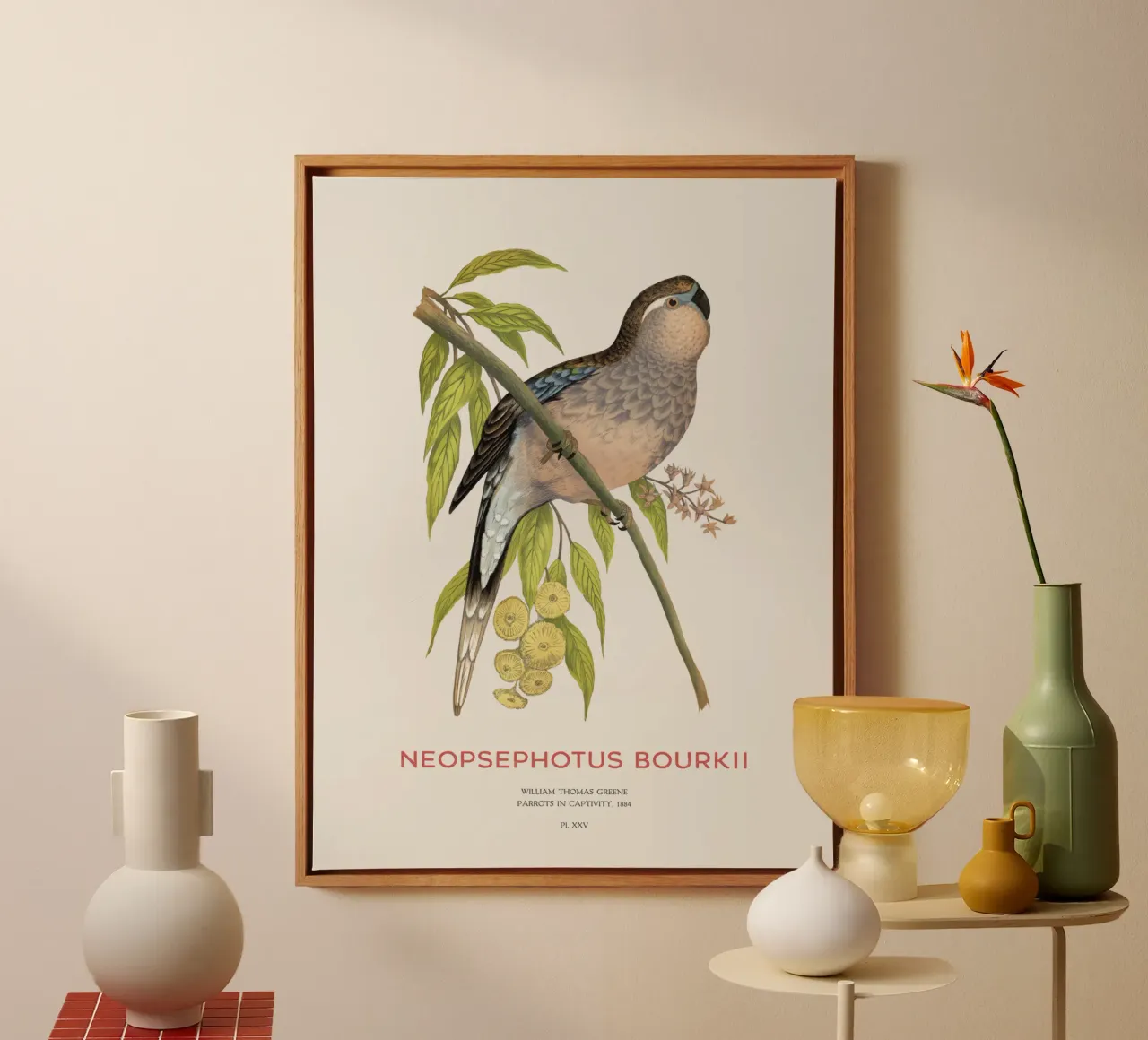 Pappagallo di Bourke o Neopsephotus bourkii tela con Cornice a cassetta da Vintagrafica