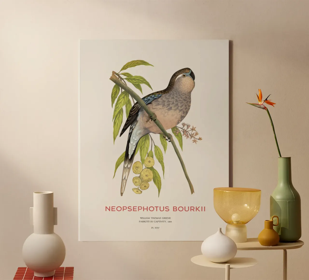 Pappagallo di Bourke o Neopsephotus bourkii tela con Cornice a cassetta da Vintagrafica