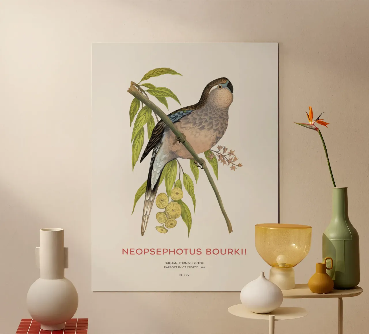 Pappagallo di Bourke o Neopsephotus bourkii carta hahnemühle da Vintagrafica