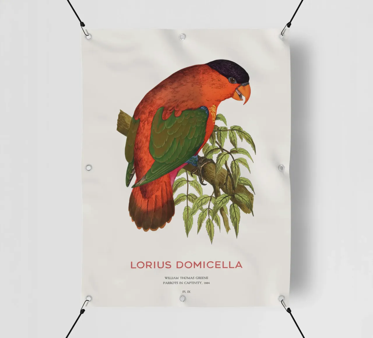 Lorius domicella o lory dal naso viola telo in pvc da Vintagrafica