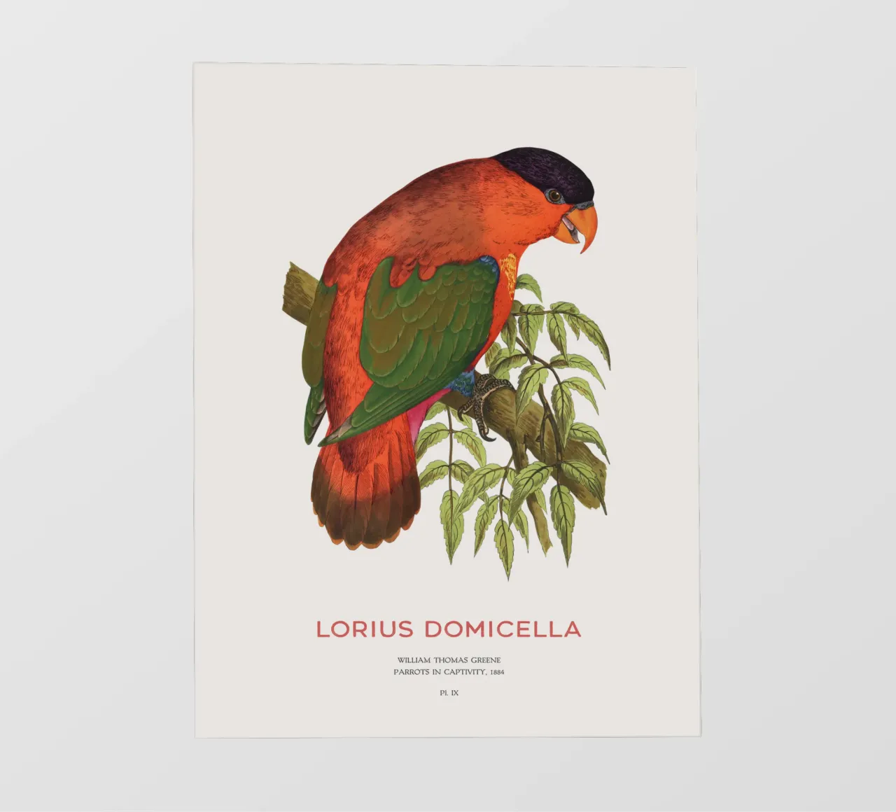 Lorius domicella o lory dal naso viola telo in pvc da Vintagrafica